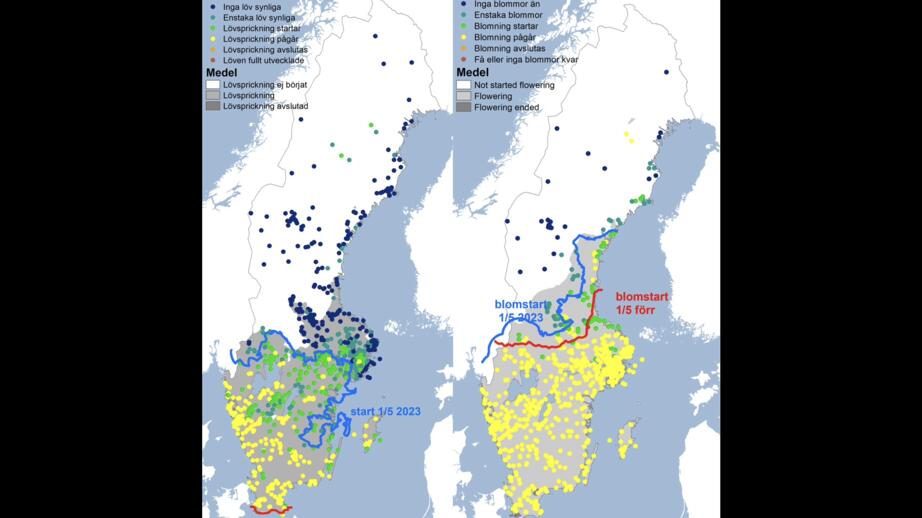 Vårkollen 2023. Till vänster björkens lövsprickning och till höger vitsippans blomning. 